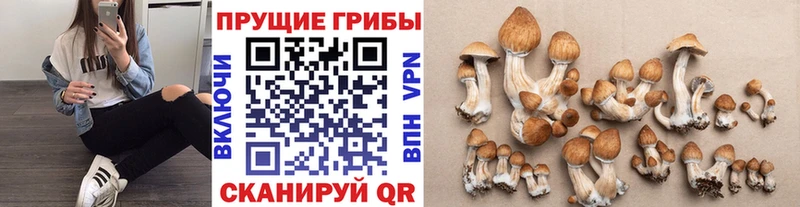 как найти наркотики  Высоцк  Галлюциногенные грибы Magic Shrooms 